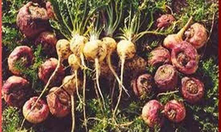 Maca – Trợ thủ đắc lực cho cánh mày râu và phái đẹp