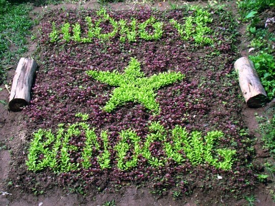 Độc đáo vườn rau tuyên truyền chủ quyền biển đảo