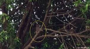 Phú Yên: Một phụ nữ treo cổ tự tử trên giàn bí 