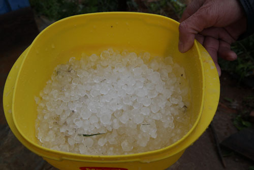 Lâm Đồng: Mưa đá tàn phá hàng chục diện tích rau, hoa