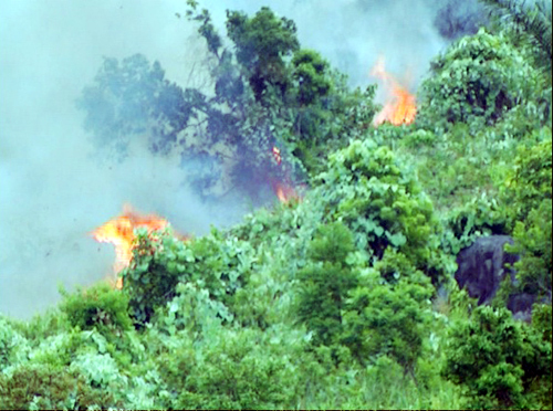 Liên tiếp xảy ra 2 vụ cháy lớn tại rừng đặc dụng Nam Hải Vân