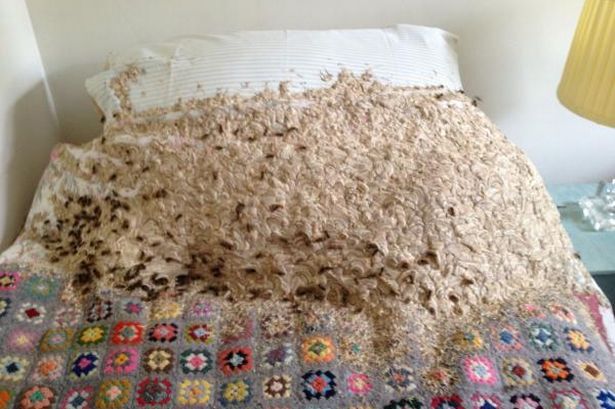 Kinh hãi cảnh tượng hàng nghìn con ong làm tổ trên giường ngủ