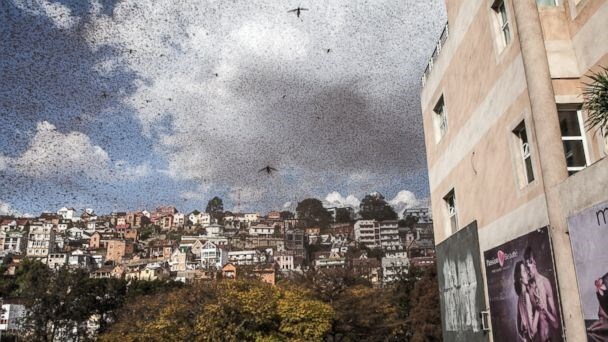 Hàng triệu con châu chấu tràn ra đường khiến giao thông hỗn loạn