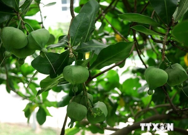 4 cây ở quần đảo Trường Sa được công nhân là Cây Di sản Việt Nam