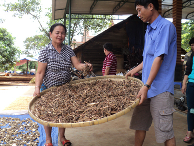 Bà lang Thái và thuốc “cải tử hoàn sinh” cứu người từ 