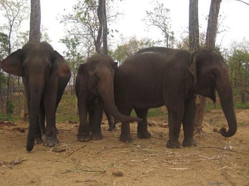 Tây nguyên: Tăng cường bảo vệ đàn voi