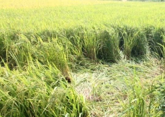 Đường dây điện 220 KV đứt xuống ruộng lúa, 1 người tử vong