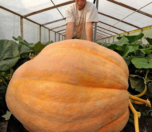Bí ngô khổng lồ nặng hơn 700 kg