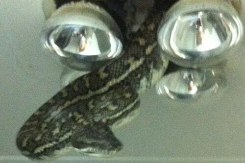 Hãi hùng nhìn thấy con rắn khổng lồ lơ lửng trên trần nhà tắm