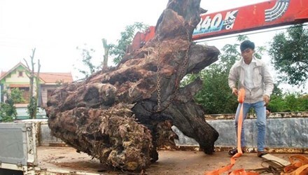 Làm sạch gốc sưa 17 tỷ ở Quảng Bình để đưa vào bảo tàng