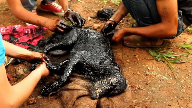 Rơi nước mắt với chú chó tội nghiệp bị nhựa đường phủ kín người