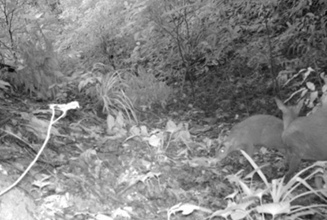 Phát hiện thêm nhiều loài thuộc danh lục sách đỏ thế giới