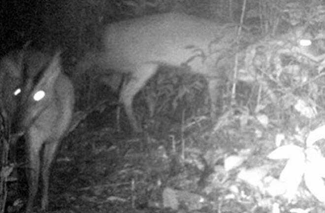 Phát hiện nhiều động, thực vật tưởng đã tuyệt chủng 85 năm