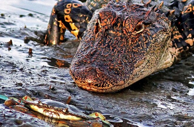 Cá sấu khổng lồ nhận thất bại đau đớn trước chú cua nhỏ bé