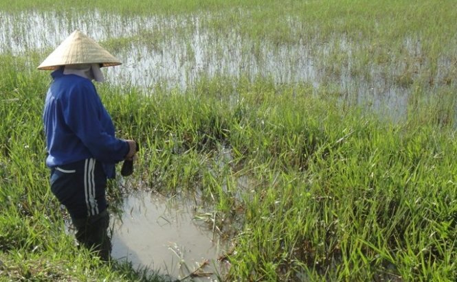 Dân đổ xô bắt đỉa bán giá gần nửa triệu một kg