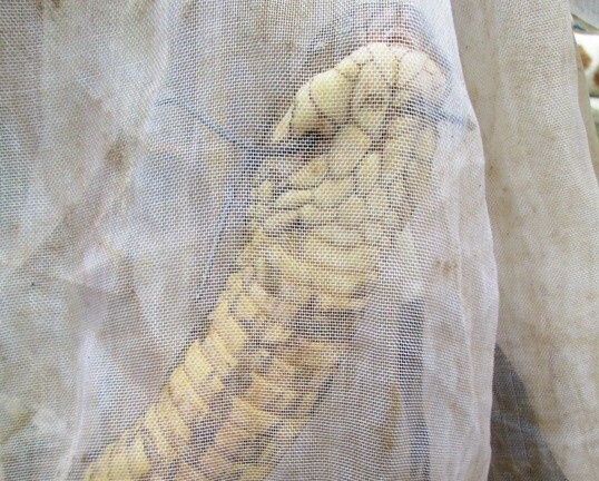 Công an xã ăn ngủ không yên vì phải canh rắn hổ mang