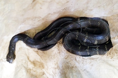 Đồng Tháp: Bàn giao rắn hổ mang chúa dài 3,1m cho kiểm lâm