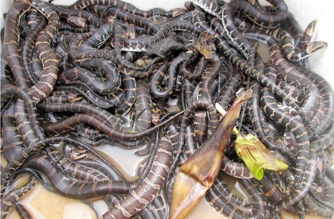 100.000 đồng/con rắn giống hút người nuôi miền Tây