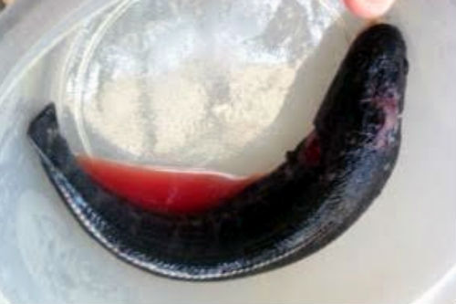 Cá quả Tàu tiêm thuốc mê đổ về chợ