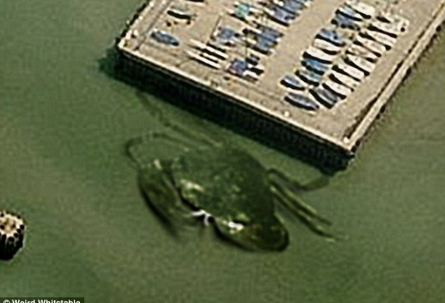 Bí ẩn cua khổng lồ dài 15 mét xuất hiện ở Anh