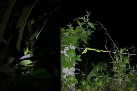 Rắn độc ồ ạt tràn về làng tấn công người dân