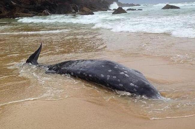 Phát hiện xác “thủy quái” có mỏ khổng lồ bên bờ biển