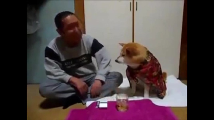 Chú chó thông minh, ngăn cản chủ nhân uống rượu say