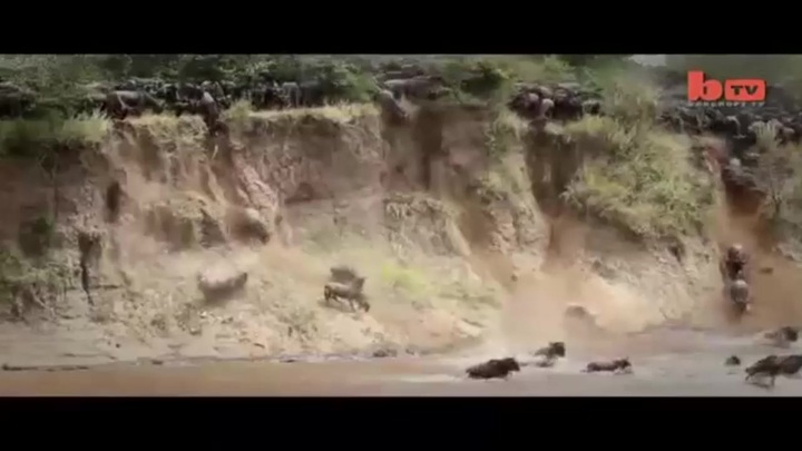Clip: Hàng ngàn linh dương lao xuống sông như thác đổ