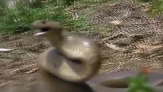 Clip: Loài rắn với chất độc biến người lớn thành trẻ em