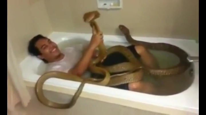 Clip : Thanh niên cứng hôn rắn hổ mang