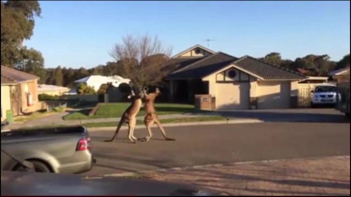 Cười vỡ bụng với màn boxing của 2 chú chuột Kangaroo