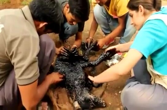 Rơi nước mắt với chú chó tội nghiệp bị nhựa đường phủ kín người