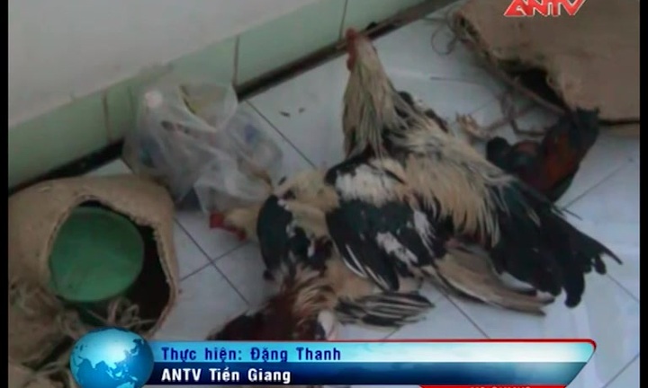 Tàn tật tứ chi vẫn tổ chức đá gà ăn tiền