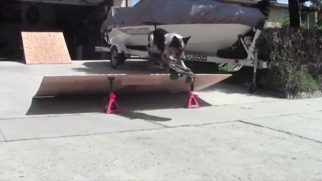 Video: Ngạc nhiên với chí thông minh của chú chó