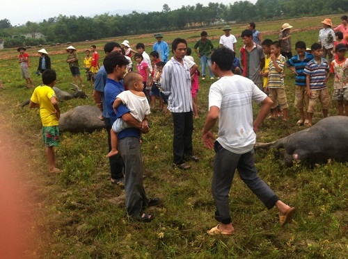 Đứt đường dây điện, ba con trâu chết tại chỗ