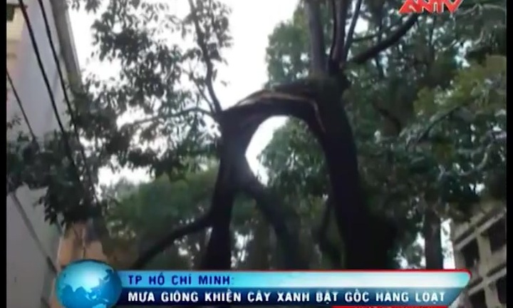 Tp. HCM: Trời nổi giông tố, cây đổ đè chết người