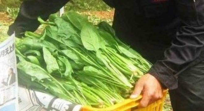 Lãi tiền tỷ từ trồng cải bó xôi