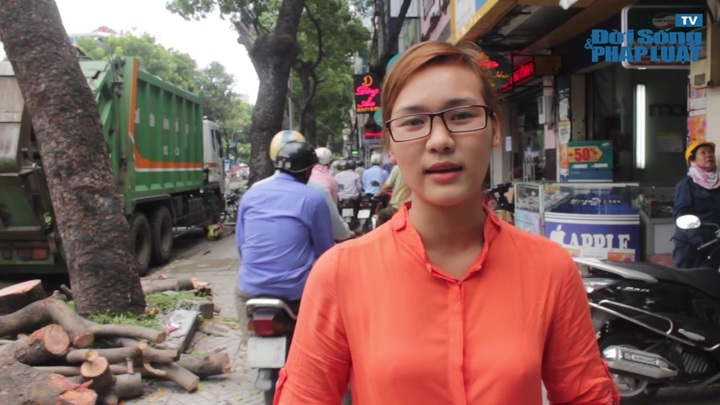 Hàng chục cây xanh trên đường 3/2 bị đốn bỏ