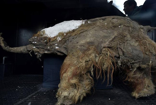 Trưng bày hóa thạch voi ma mút 39.000 năm tuổi ở Nga