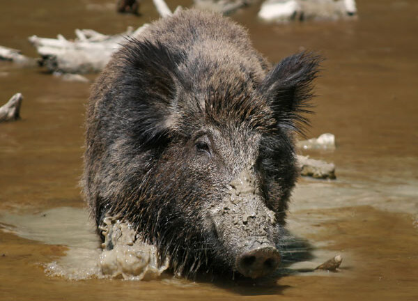 Quảng Ngãi: Lợn rừng hung hãn cắn chết người phụ nữ đi làm đồng