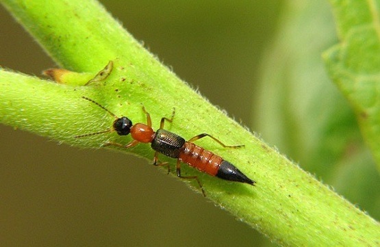 Clip: Cách nhận biết và phòng chống kiến ba khoang