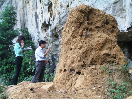 Kỳ lạ tổ mối khổng lồ được cả làng bảo vệ hàng trăm năm