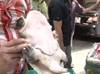 Clip: Bắt gọn gần 4 tấn baba, chân gà Trung Quốc  "bơi " về Hà Nội