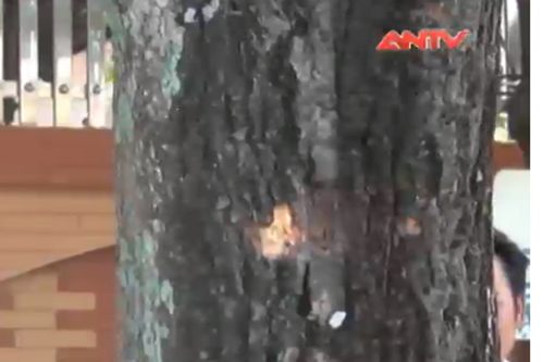 Clip: Truy bắt xã hội đen gây ra vụ nổ súng kinh hoàng ở Vinh