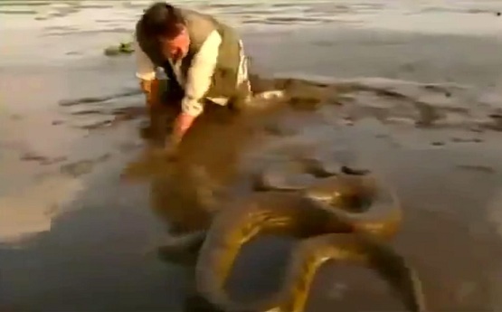 Clip: Ghê người cảnh tay không đùa nghịch trăn khổng lồ hoang dã