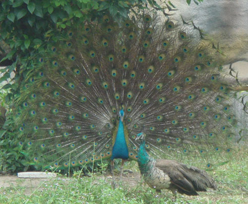 Cận cảnh động vật quý hiếm trong khu du lịch Đại Nam