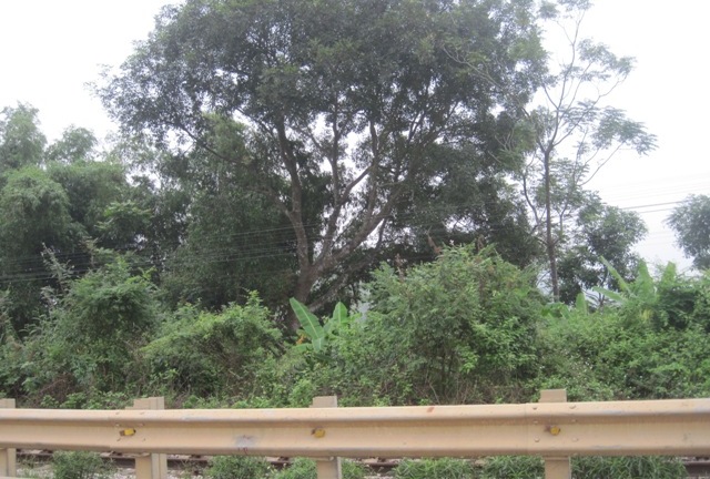 Thi thể người đàn ông treo trên cây xoài ven quốc lộ 1A