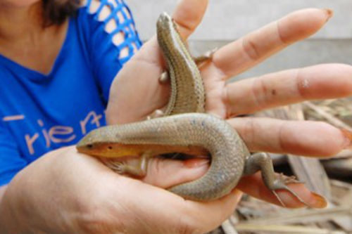 Nuôi rắn mối bán cho dân nhậu, thu trăm triệu ở miền Tây