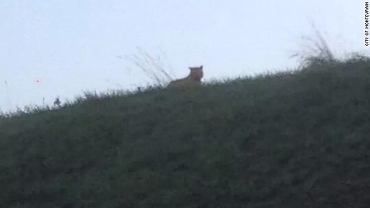 Cảnh sát Pháp truy lùng hổ ở ngoại ô Paris