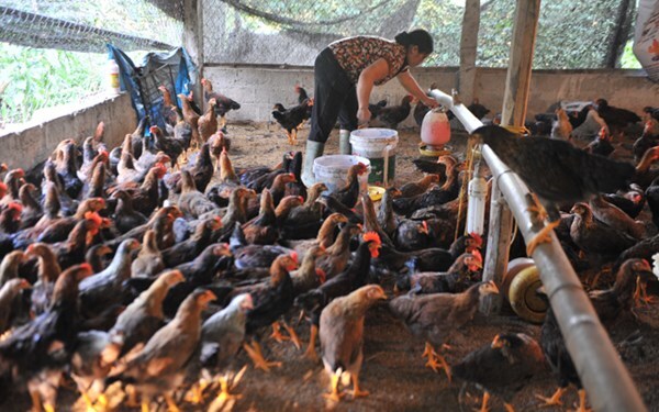 Cuối năm: Thịt ngoại tràn ngập, người nuôi khốn đốn